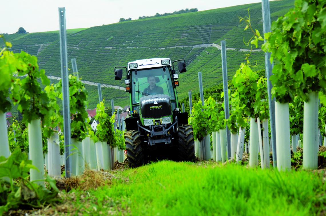 209V Weinb Junganlage frontal 423 44898